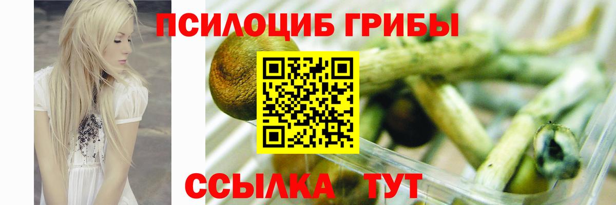 Галлюциногенные грибы Psilocybine cubensis Калач-на-Дону